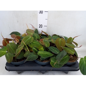 Philodendron scand. subsp. micans