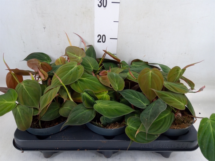 <h4>Philodendron scand. subsp. micans</h4>