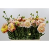 Dahlia Jowey Fantasy