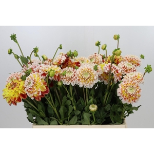 Dahlia Jowey Fantasy