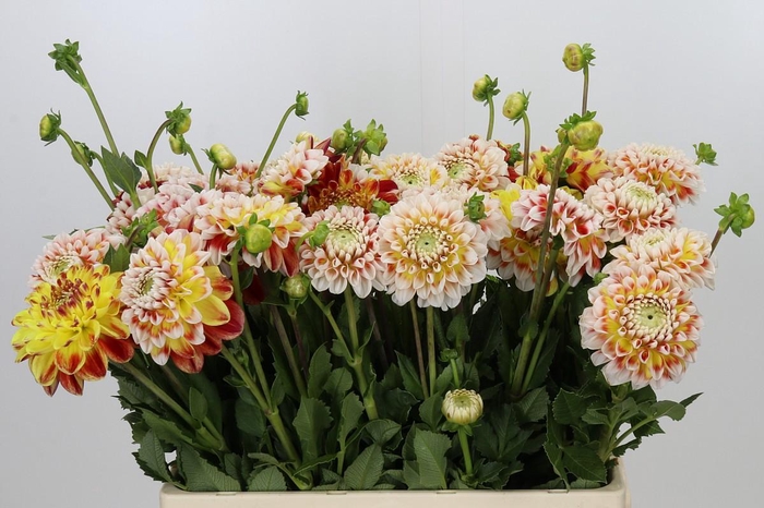 <h4>Dahlia Jowey Fantasy</h4>