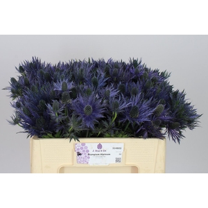 Eryngium Alpinum