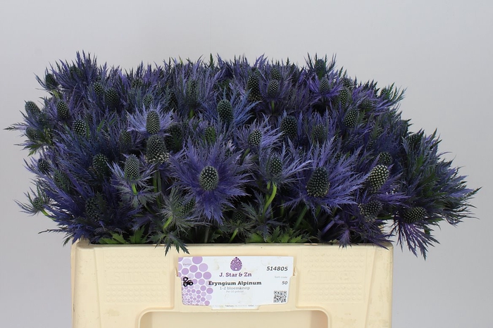 <h4>Eryngium Alpinum</h4>