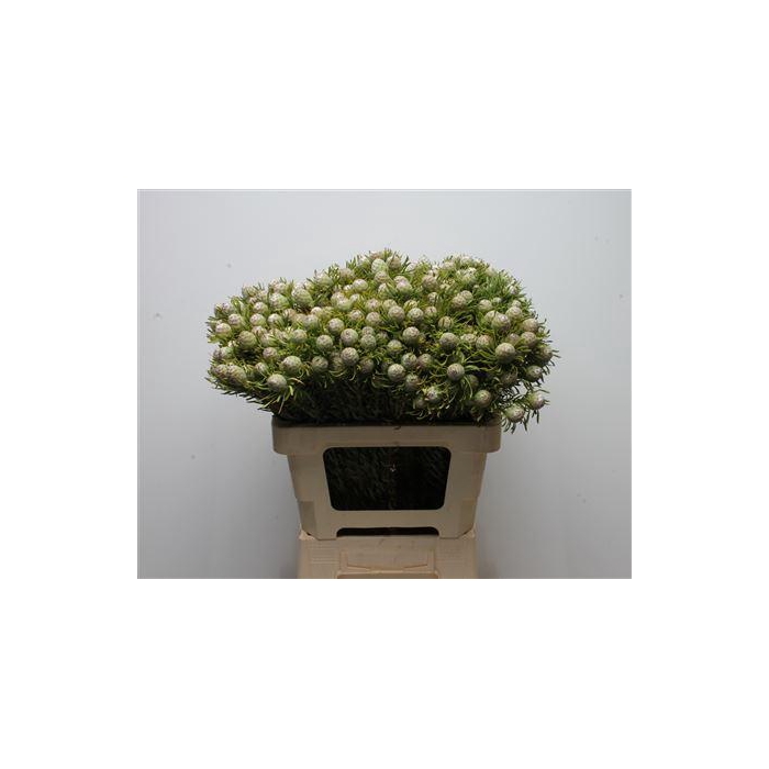 <h4>Kaaps Jade Pearl Spray</h4>