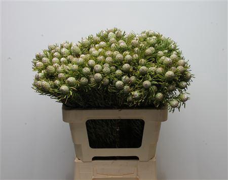 Kaaps Jade Pearl Spray