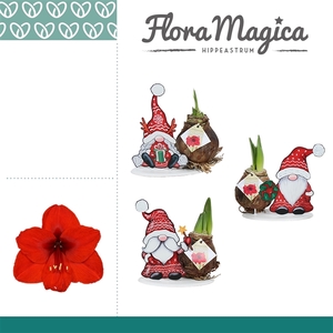 Hippeastrum Gnoom arrangement KERST