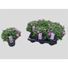Aster D Al Ligh Pink