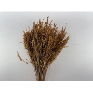 Dried Umbr. Sedge Big Leaf Natural Bunch