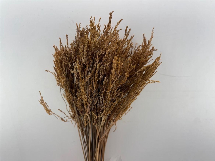 <h4>Dried Umbr. Sedge Big Leaf Natural Bunch</h4>