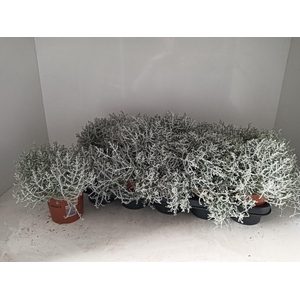 LEUCOPH BROWNII