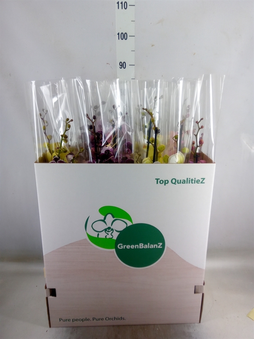 <h4>Phalaenopsis   ...mix</h4>