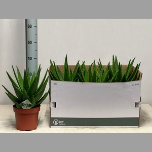 ALOE PERFOLIATA