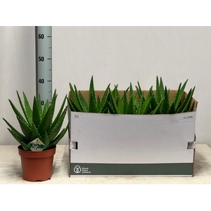 ALOE PERFOLIATA