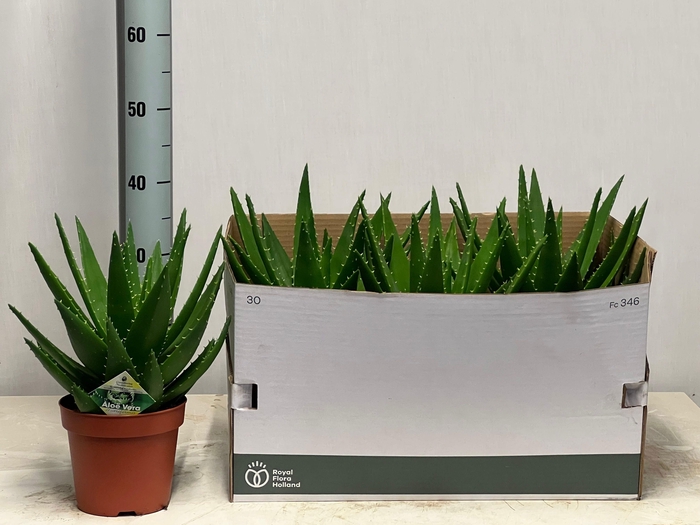 <h4>ALOE PERFOLIATA</h4>