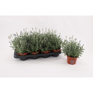 Lavandula stoec. 'Flirt'