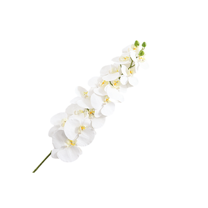Phalaenopsis White