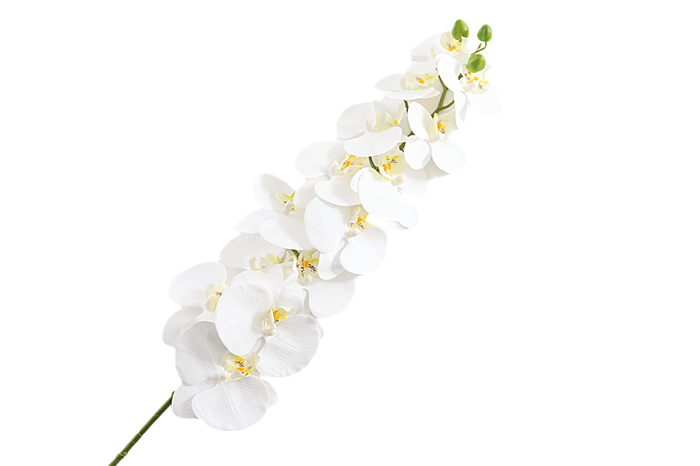 <h4>Phalaenopsis White</h4>
