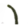 Araucaria Heterophylla Bs 1kg