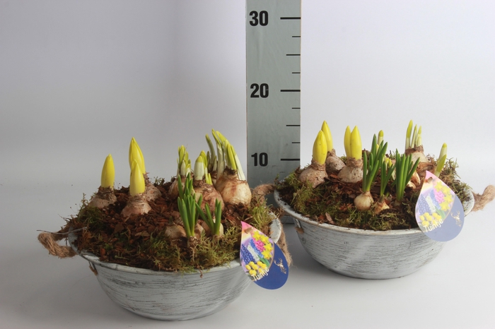 <h4>ARR BOL KNOLGEWAS</h4>