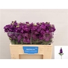 Matth Impala Purple