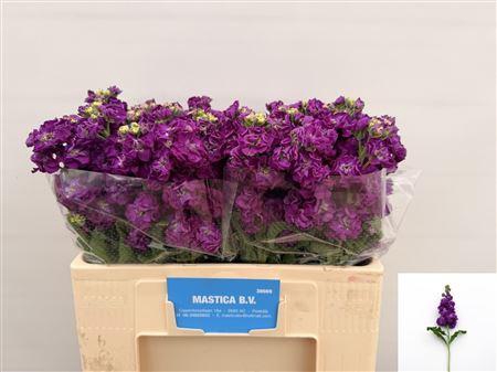 Matth Impala Purple