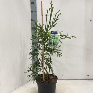 Cryptomeria Rasen