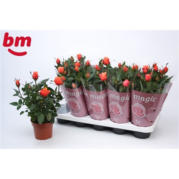 <h4>Rosa Orange Beau Monde (12 cm)</h4>