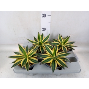 Agave lophantha 'Quadricolor'