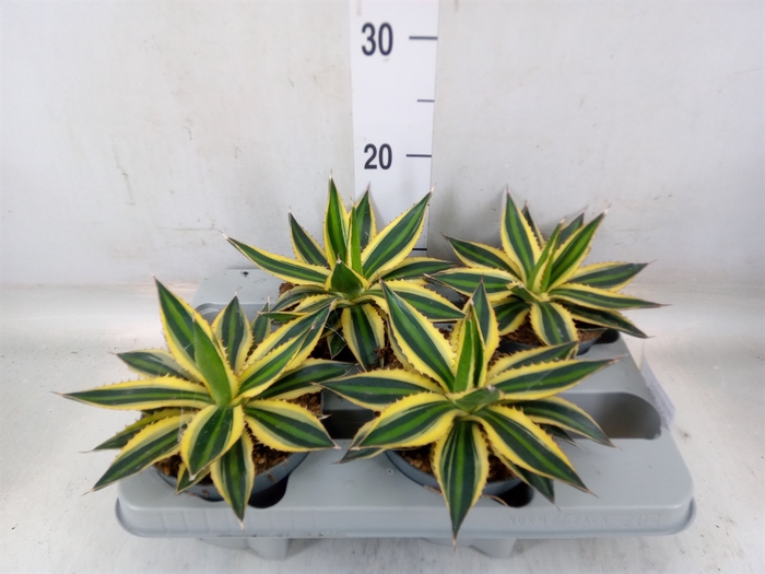 <h4>Agave lophantha 'Quadricolor'</h4>