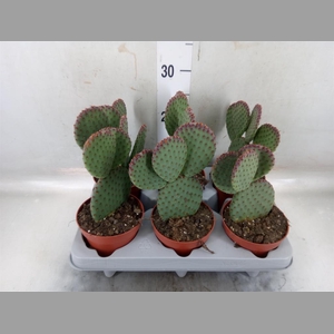Opuntia microdasys