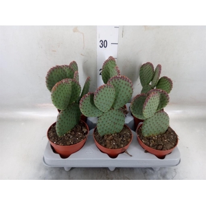 Opuntia microdasys