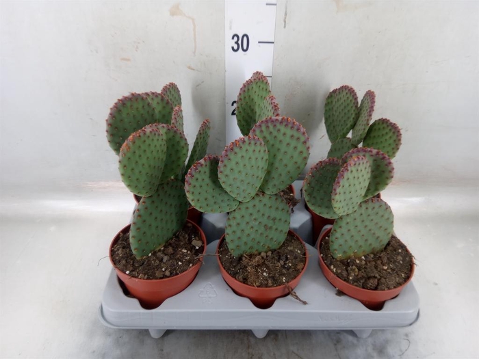 <h4>Opuntia microdasys</h4>