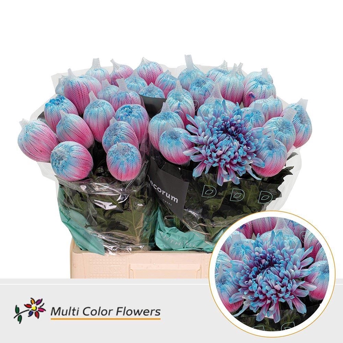 <h4>Chrysanthemum PL 'Antonov'  .col H%</h4>