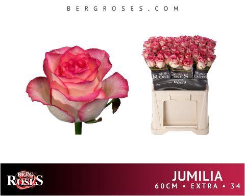 <h4>R GR JUMILIA 034</h4>