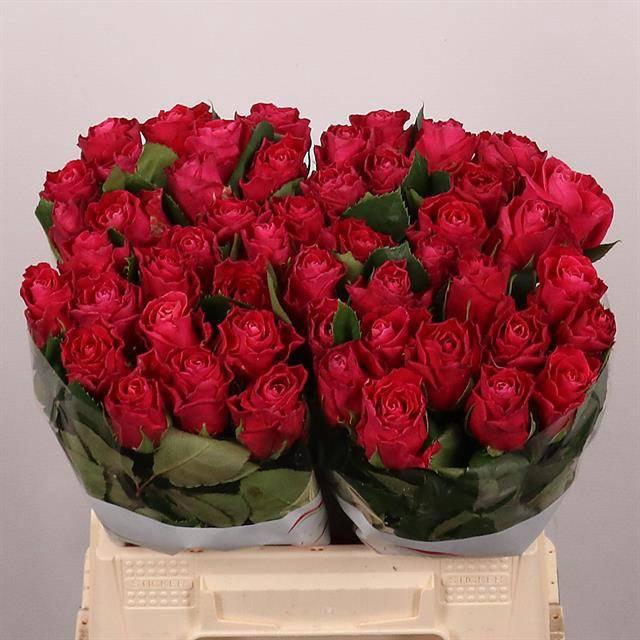 <h4>R GR MOVIE STAR</h4>