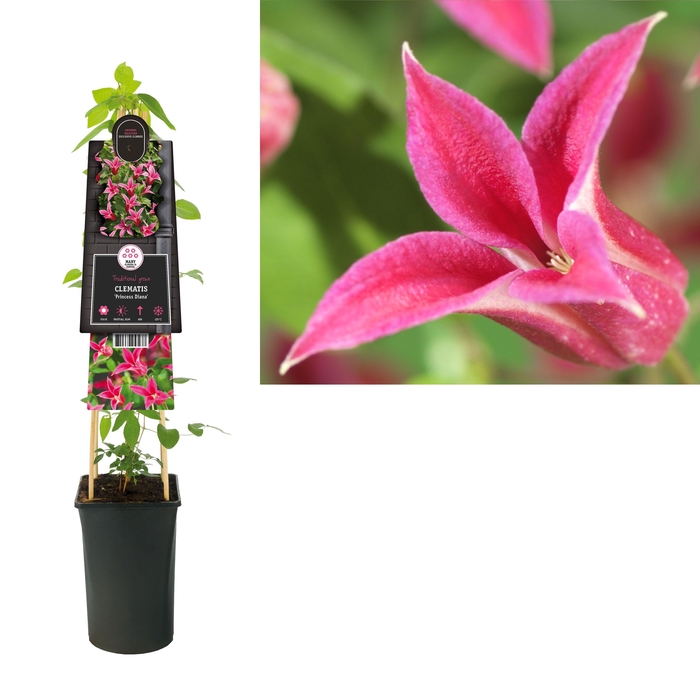 <h4>Clematis 'Princess Diana' +3.0 label</h4>