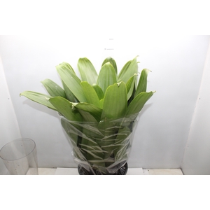 BROMELIA IMPERIAL P27 VERDE
