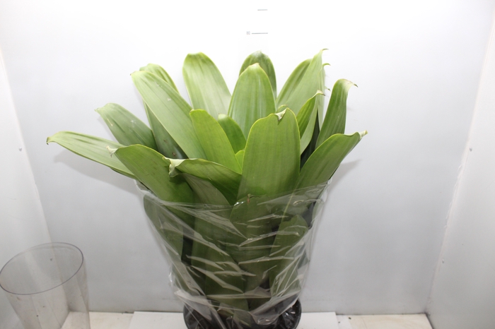 <h4>BROMELIA IMPERIAL P27 VERDE</h4>