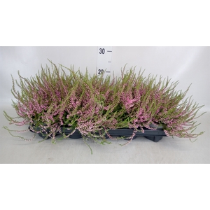 Calluna vulg. 'Tib'