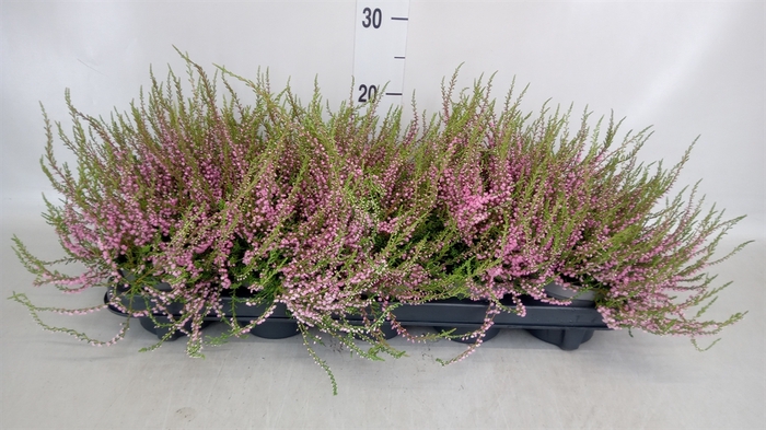 <h4>Calluna vulg. 'Tib'</h4>