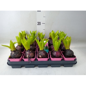 Hyacinthus orie. 'Pearl Pink'