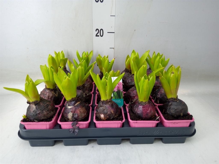 <h4>Hyacinthus orie. 'Pearl Pink'</h4>