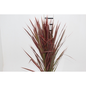 FOLHAGEM DRACENA TRICOLOR