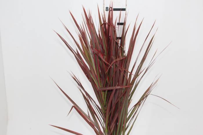 <h4>FOLHAGEM DRACENA TRICOLOR</h4>