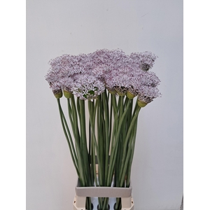 ALLIUM GROOTBLOEMIG