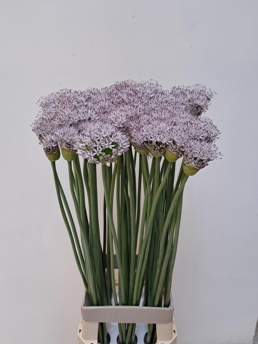 <h4>ALLIUM GROOTBLOEMIG</h4>