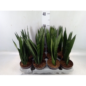 Sansevieria zeylanica