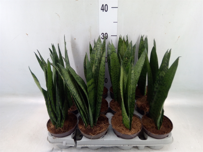 <h4>Sansevieria zeylanica</h4>