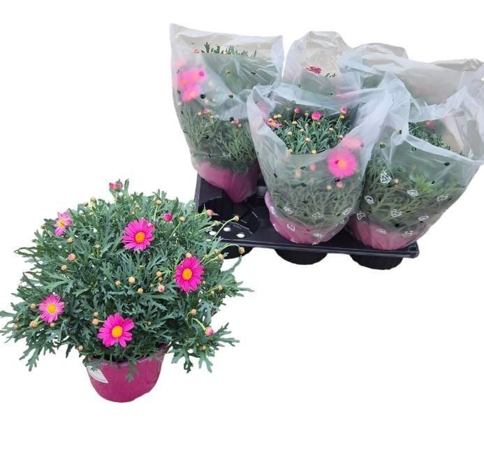 <h4>ARG GIUDITTA</h4>