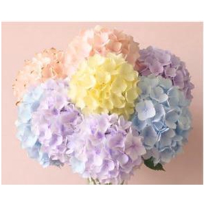 HYDR ASSORTED PASTEL Tessa